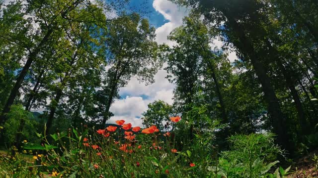 Beautiful Wild Flowers Growing In A Forest Ground