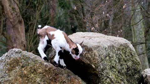 Adorable Lamb jumps elegantly from mountains