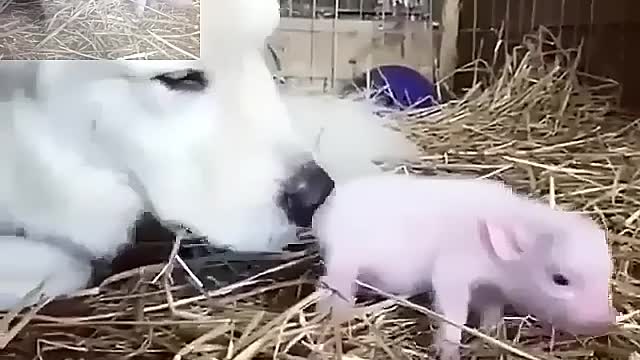 Bruene is very curious about piglets