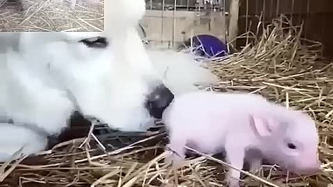 Bruene is very curious about piglets