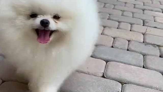 cute jarman dog funny video