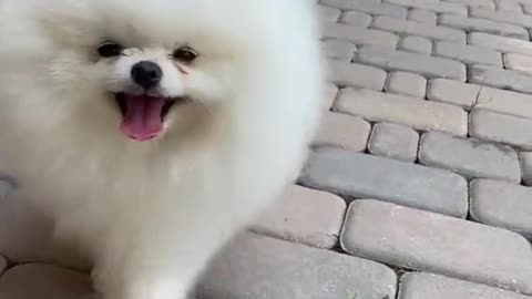 cute jarman dog funny video