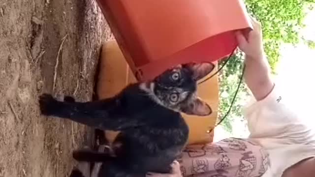 My dear cat