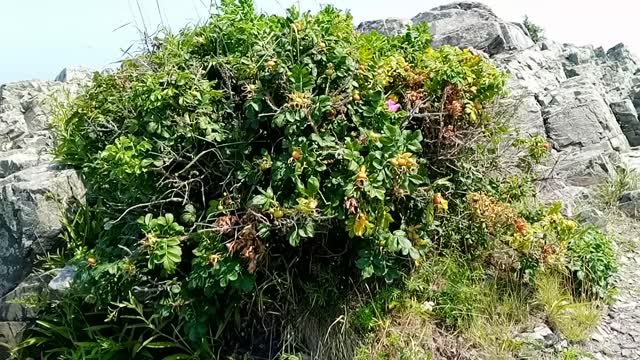 Maine Rocky shoreline