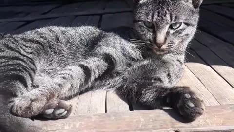 sunbathing cat