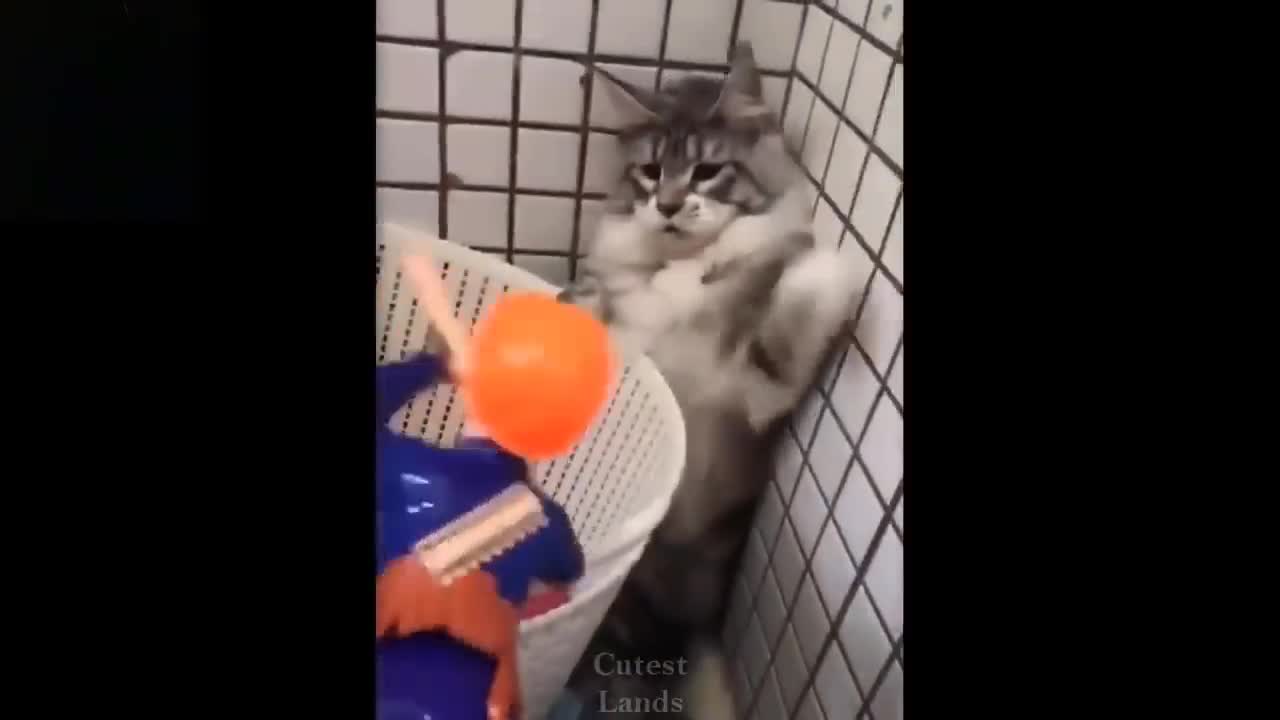 π FUNNY PUPPIES β€οΈπΆπ±β€οΈ #1