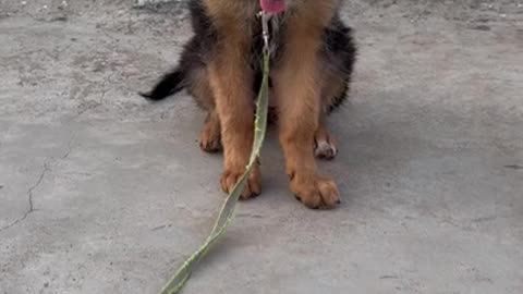 GERMAN SHEPHERD PUPPY DOG LEARN SIT and Stay Training How to Train dog