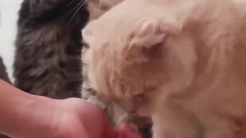 Cat funny video, animal funny video