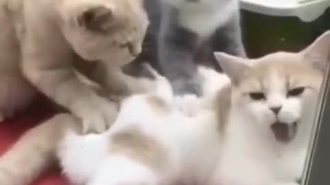 Cat funny