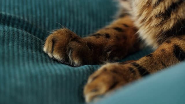 Bengal cat paws close-up. Domestic animal at home