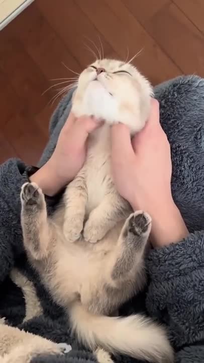 8.Cats and dogs _ cats meowing _ cats funny videos #shorts