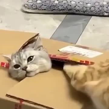 Funny Cats Compilations #2
