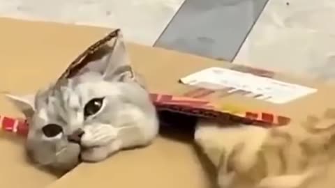 Funny Cats Compilations #2