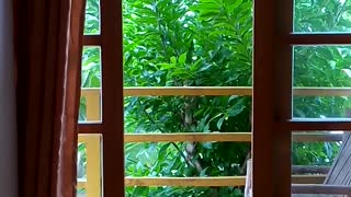Tauhai room