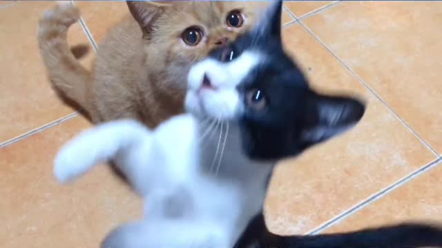 The kitten doesn't show weakness at all