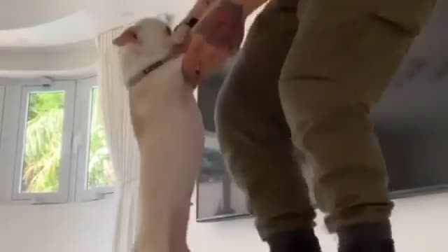 A beautiful scene of dancing with a beautiful dog