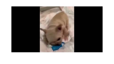 One of the Best Cat and Dog Video ##