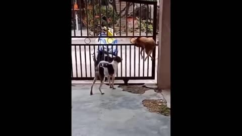 Funny Animals 2024 😺🐶
