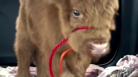 Cute cow #babycow #cowoftiktok #cutecow #minimoos #farmlife #minicow