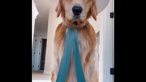 FUNNY DOG CACHORRO
