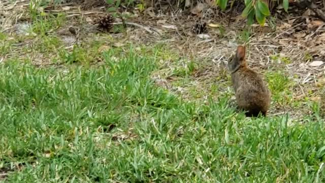 Cute little wild bunny rabbit