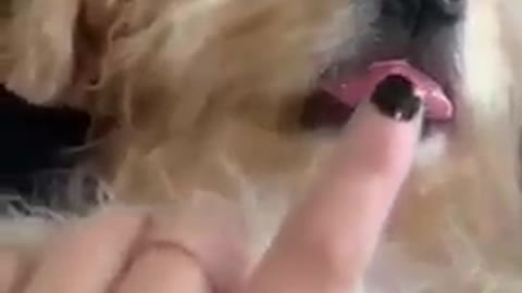 Best Funny Cute Cat Dog Animal 😂😽 # Shorts # Funny # Animal # Funny Shorts 🐽