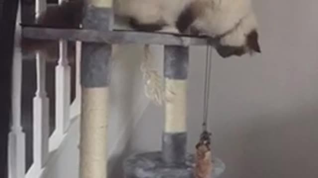 White cat playing with rope drops it