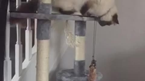White cat playing with rope drops it