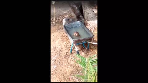 Baby Monkey Swim And Jump Into Water like Human .