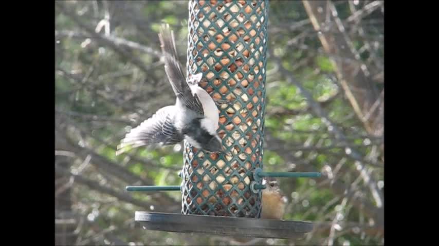 Carolina Wren 3
