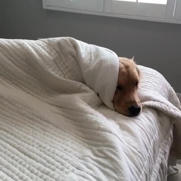 Golden Retriver vago se niega a salir de la cama
