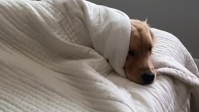 Golden Retriver vago se niega a salir de la cama