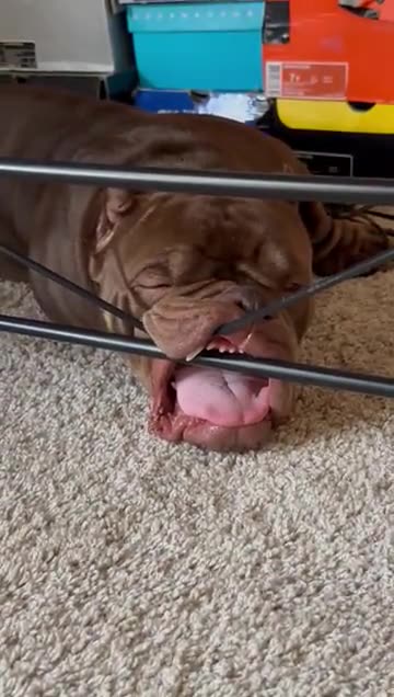 Cure for snoring ? 😂