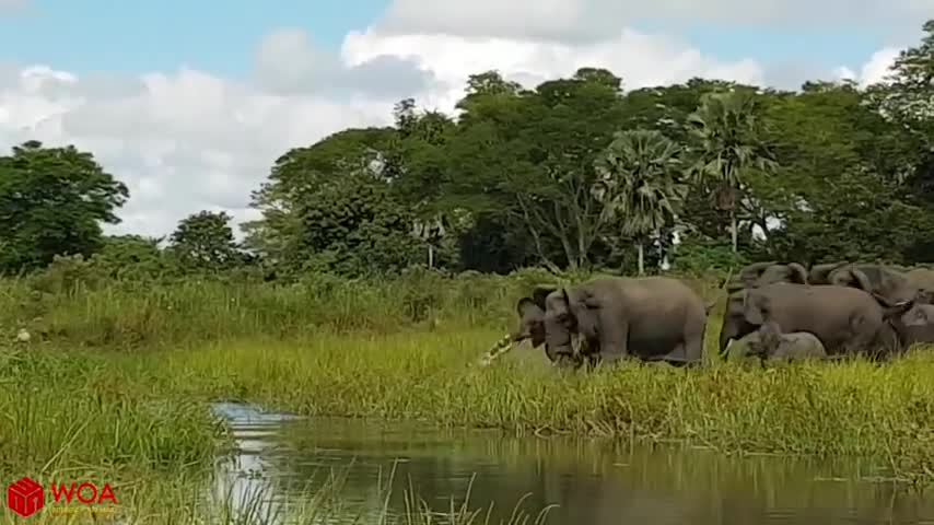 Amazing Elephant Save Baby Elephant From Crocodile Hunting _ Animals Hunting