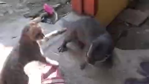 tame otter playing with cat