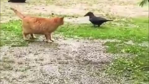 Best funny cats video