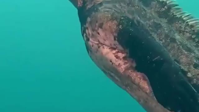 Godzilla really does exist on Galapagos island! 🦎🤯