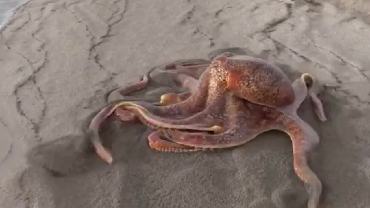 #OctopusLove_ An Adorable and Funny Look at Nature's Cuties!