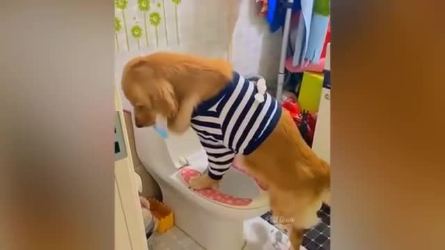 Watch the funny video