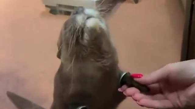 Otter enjoys hand massage