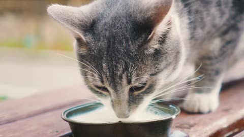 Little sweet cat drink Milk