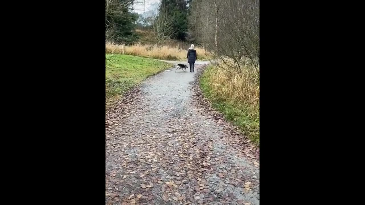 3 minutes funny animals