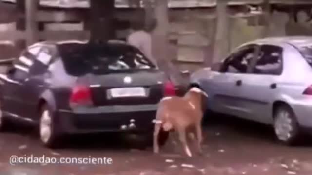 Two loose goats.