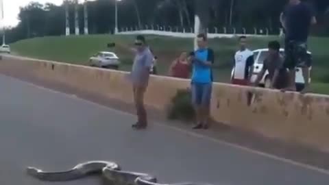 big python crossing road see what happens