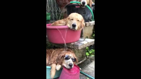 Golden Retriever Waterfall - They love Water