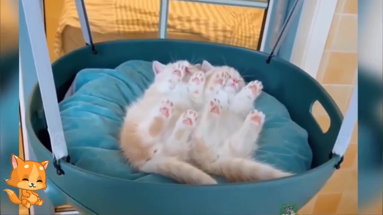 Baby Cats - Cute and Funny Cat Videos Compilation _ world funny video