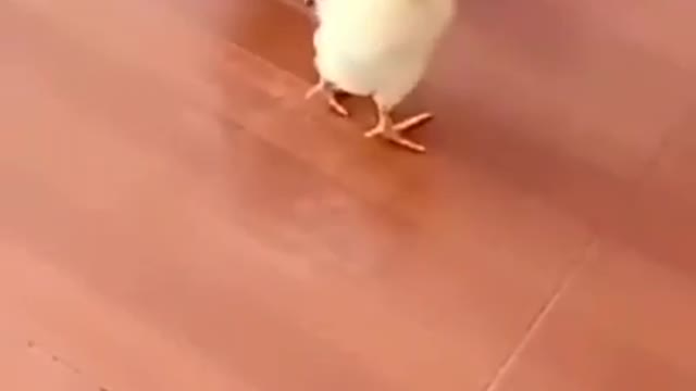 cats baby vs chicken complication