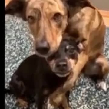 Kittens & Pups-Cutest 2021-Hilariously Cute 13