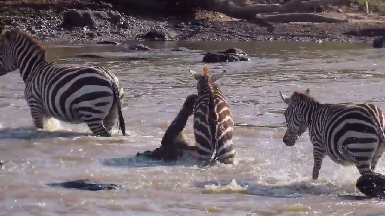 Crocodiles Bite The Face Off Zebra While Crossing Mara River on a Safari in Kenya