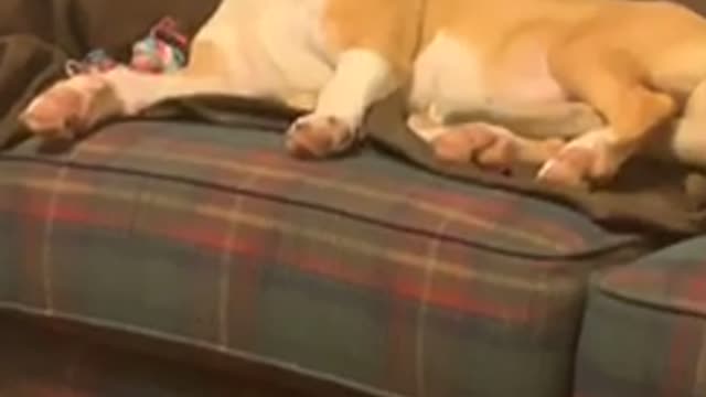 A very sleep doggy falls asleep in the funniest way imaginable